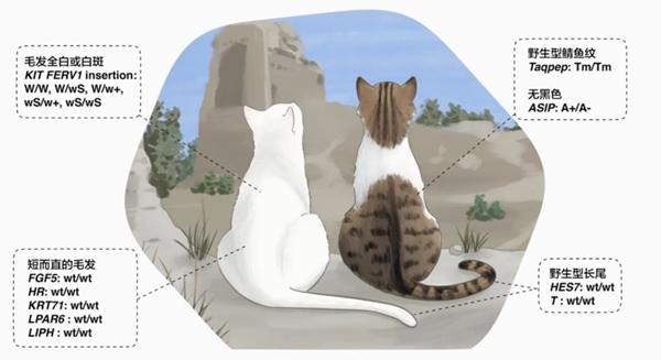 揭秘中国东说念主“撸猫史”